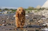 BASSET FAUVE DE BRETAGNE 063
